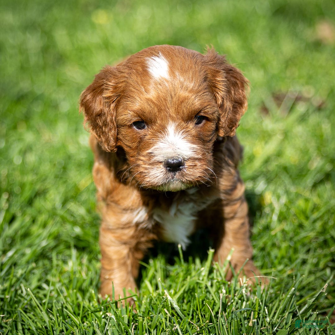 Cavapoo dogs for sale: Biscuit - Image 1