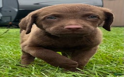 Chesapeake Bay Retriever dogs for sale: Female Purple Collar - Image 2