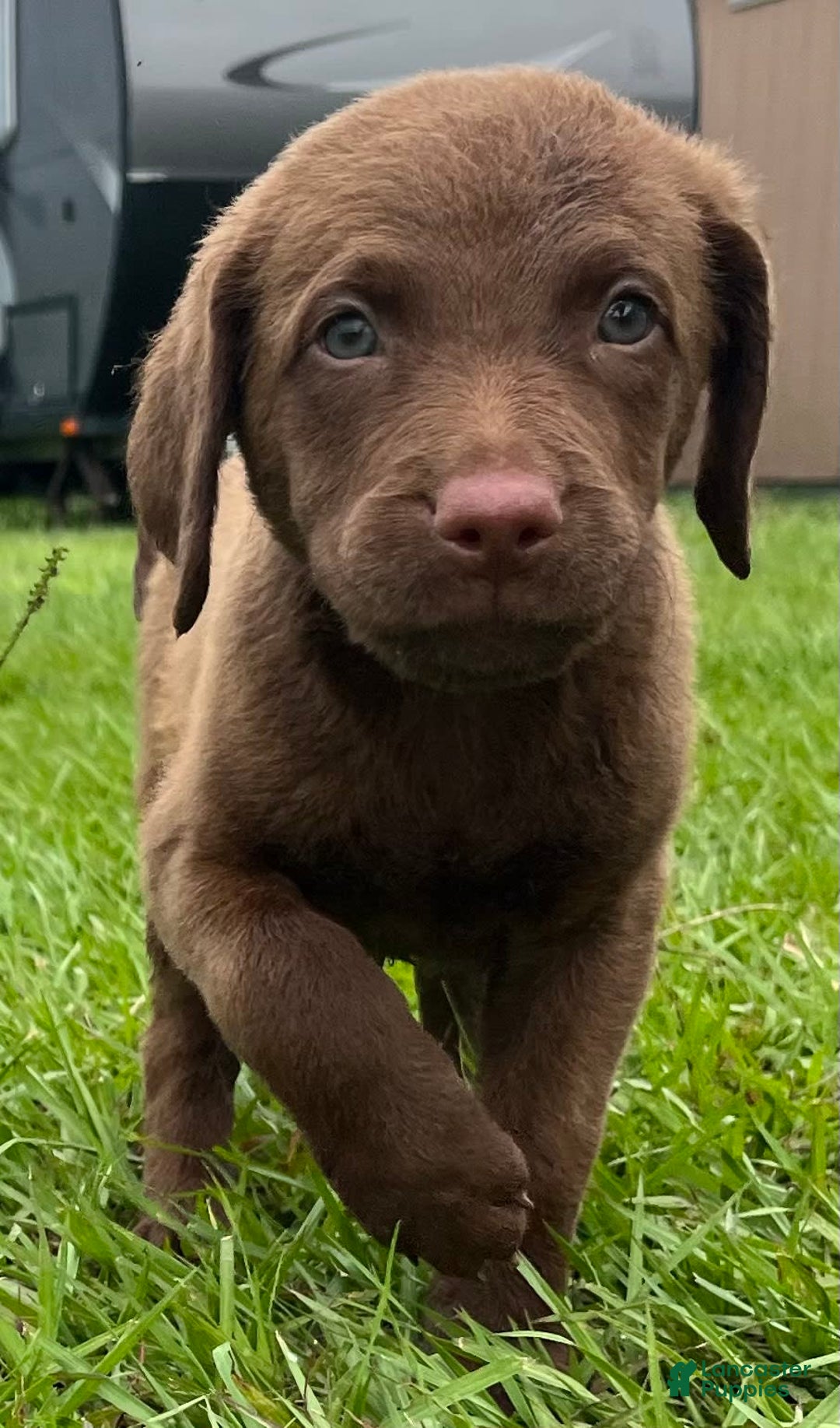 Chesapeake Bay Retriever dogs for sale: Female Purple Collar - Image 2