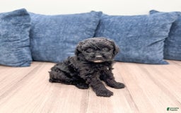 Mini Aussiedoodle dogs for sale: Sierra - Image 3
