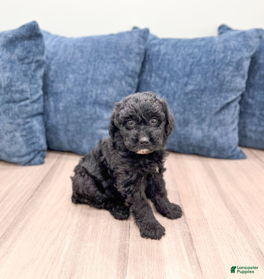 Mini Aussiedoodle dogs for sale: Sierra - Image 3