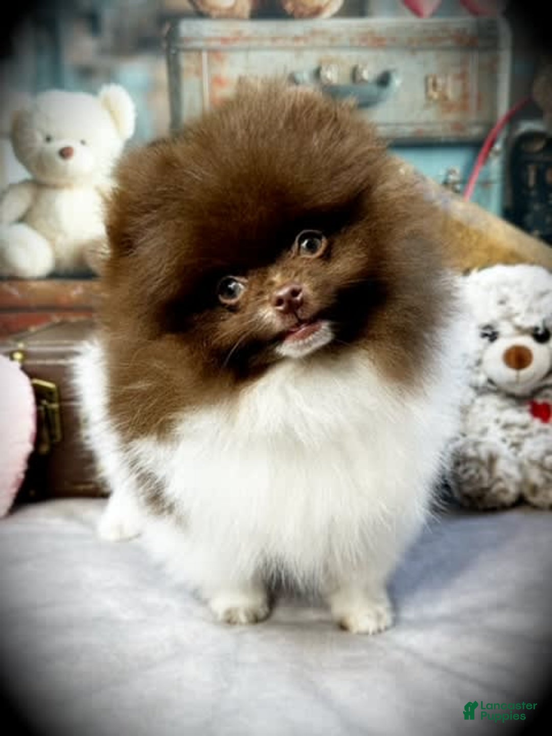 Pomeranian dogs for sale: AKC Ivan - Image 3