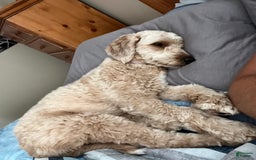 Mini Goldendoodle dogs for sale: Sage - Image 2