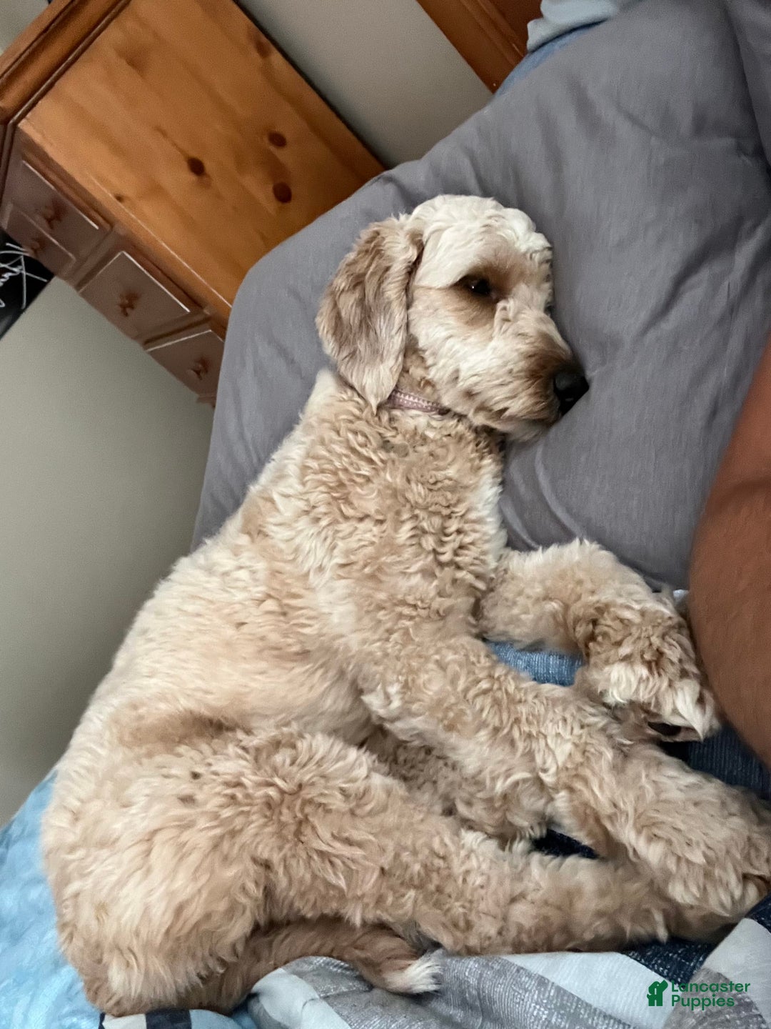 Mini Goldendoodle dogs for sale: Sage - Image 2