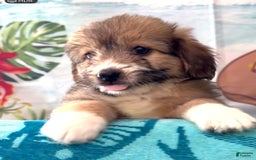 Beagle dogs for sale: Bassetdoodles - Image 4