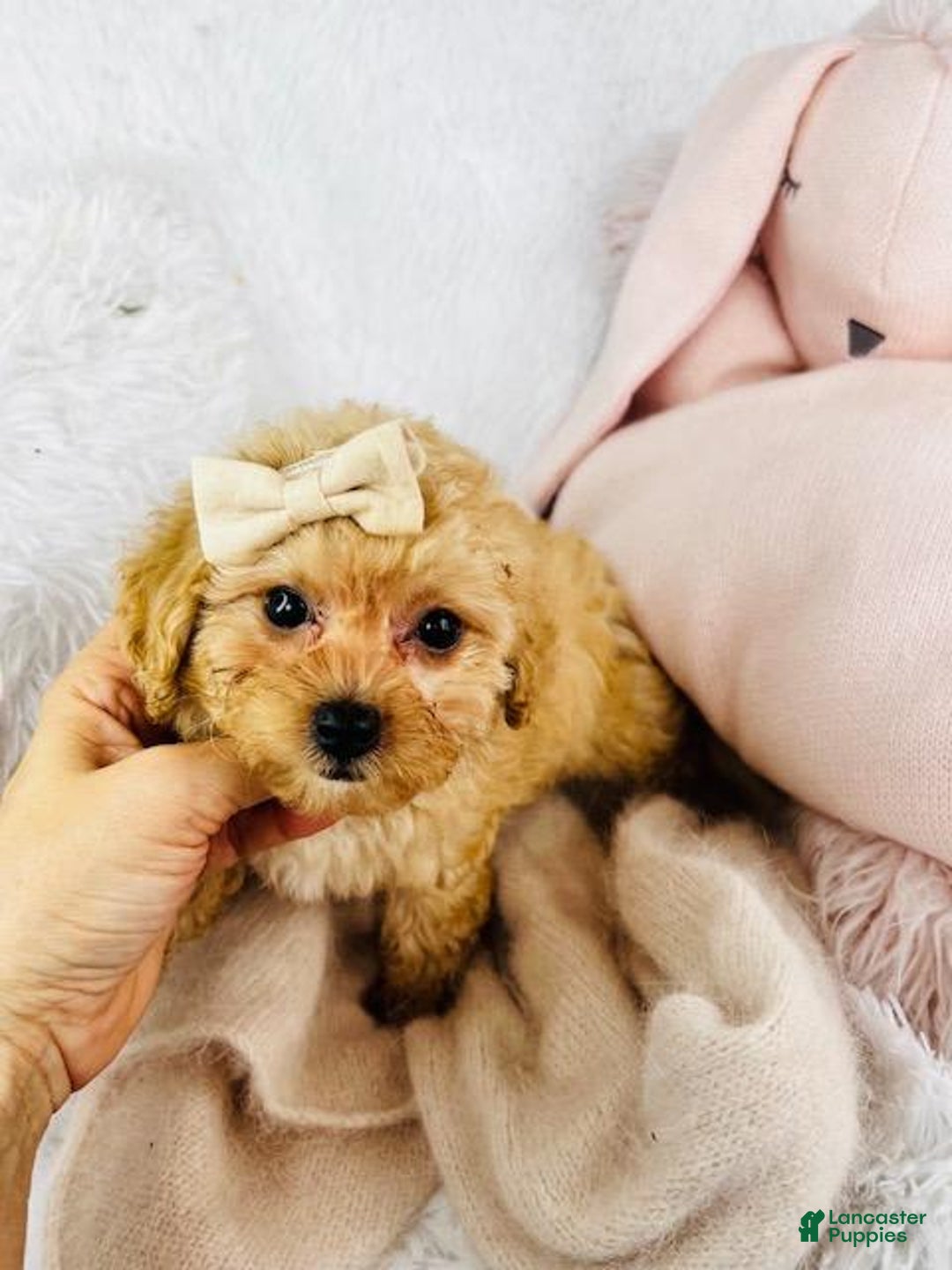 Toy Poodle dogs for sale: Precious - Image 5