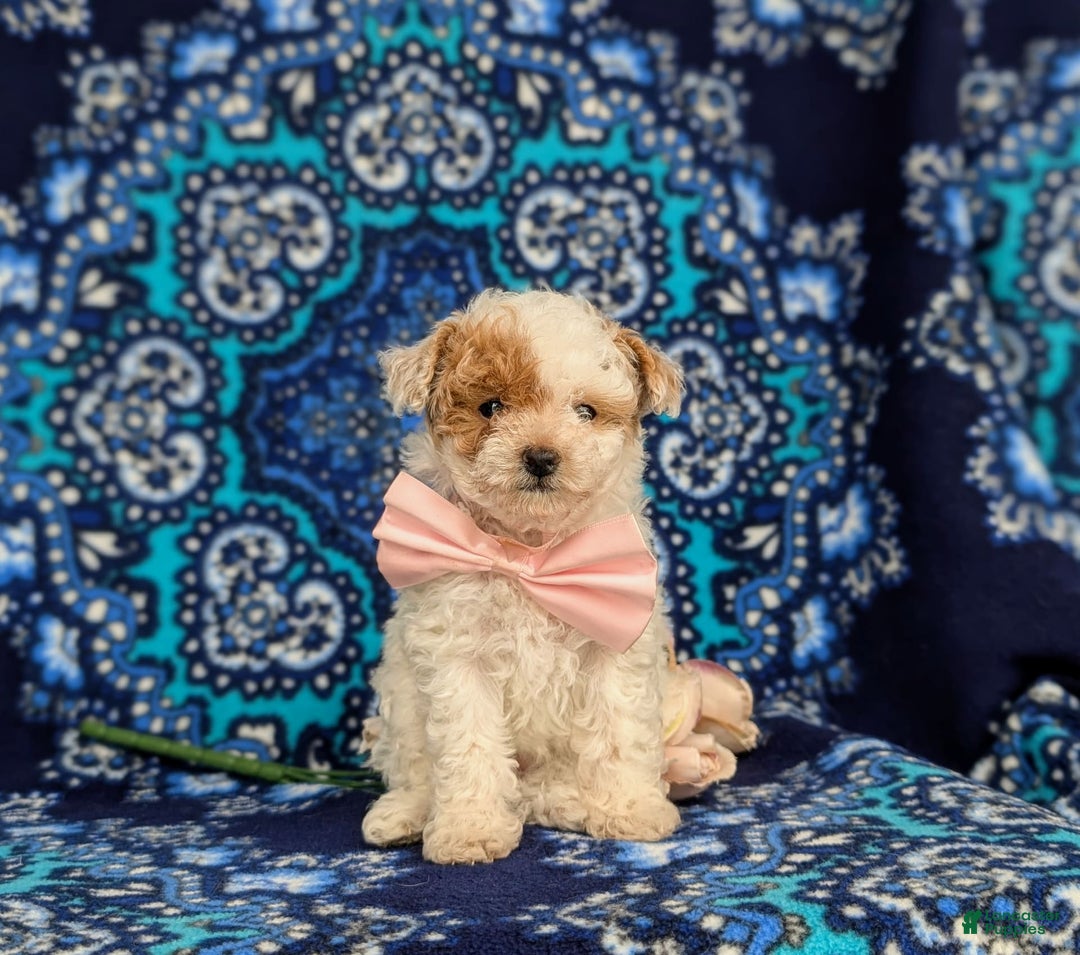 Toy Poodle dogs for sale: Francesca Teacup 4 Lbs Full Grown - Image 7