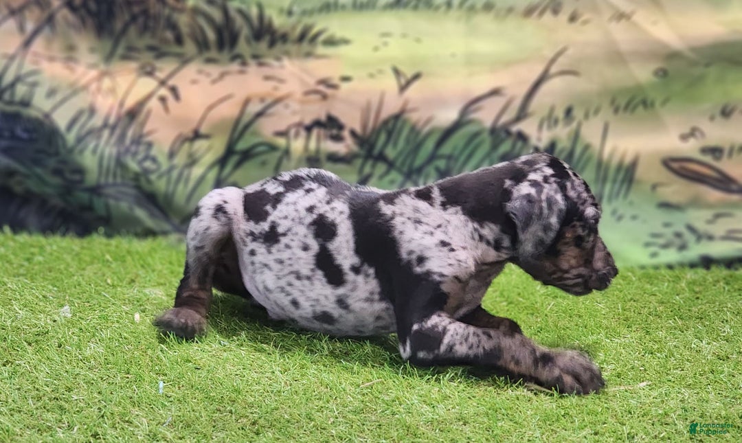Catahoula Leopard Dog dogs for sale: Houdini 2025 Male 2 - Image 12