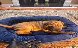 Shar Pei dogs for sale: Nior - Image 6