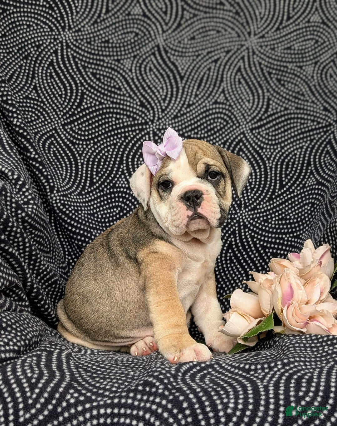 Olde English Bulldogge dogs for sale: Ginger - Image 2
