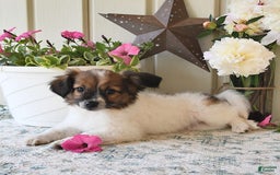 Papillon dogs for sale: Chico - Image 17