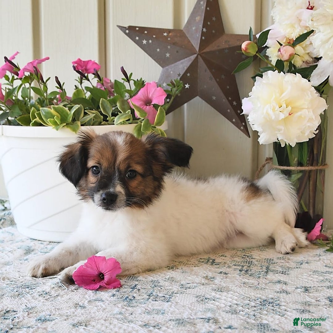 Papillon dogs for sale: Chico - Image 17