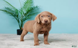 Labrador Retriever dogs for sale: Jenny - Image 5