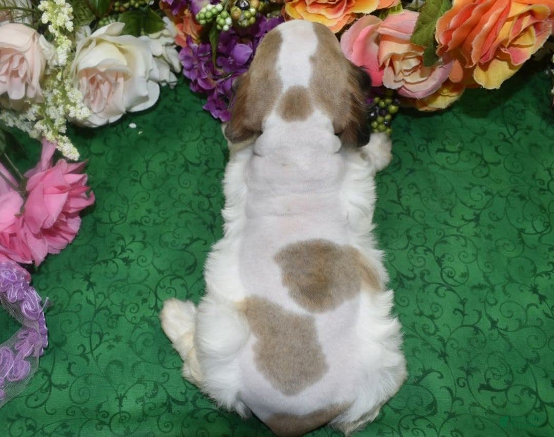 Cocker Spaniel dogs for sale: Akcarielsablepartimerleblueeyescockerpuppy - Image 6