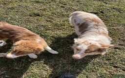 Australian Shepherd dogs for sale: Sugar - Image 17