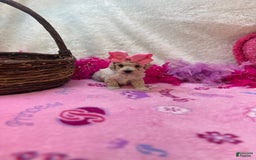 Bichpoo dogs for sale: Coconut - Image 1