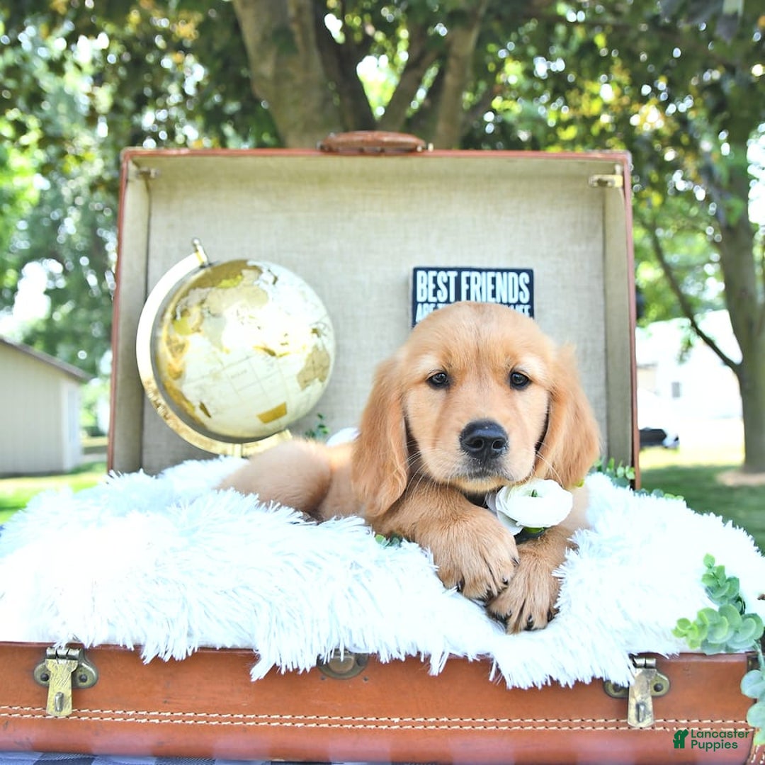 Golden Retriever dogs for sale: Andy - Image 5
