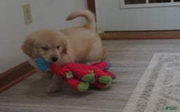 Golden Retriever dogs for sale: Erin - Image 13