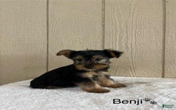 Yorkshire Terrier dogs for sale: Benji - Image 1