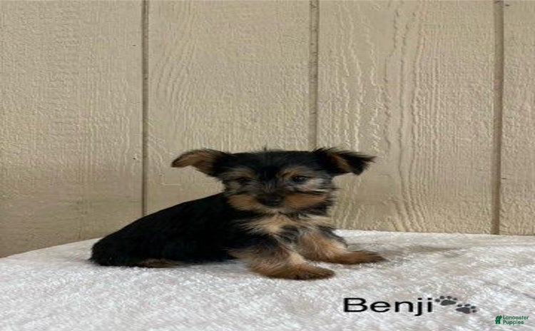 Yorkshire Terrier dogs for sale - Ad 4