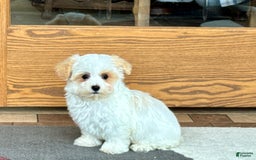Maltipoo dogs for sale: Robbie - Image 4