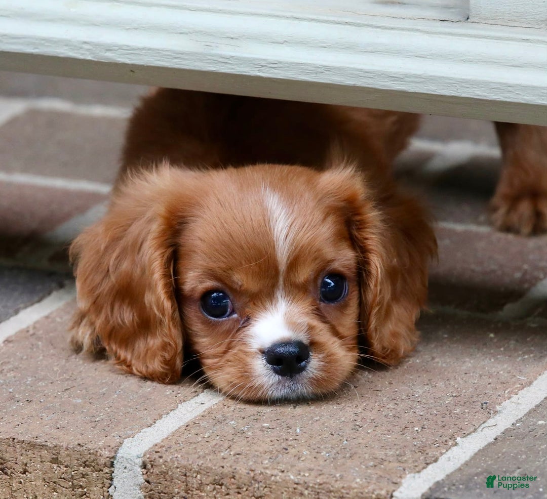 Cavalier King Charles Spaniel dogs for sale: Louie - Image 7