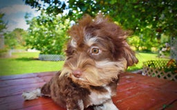 Havapoo dogs for sale: Roxy - Image 10