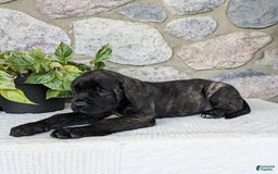 English Mastiff dogs for sale: Bruno - Image 13