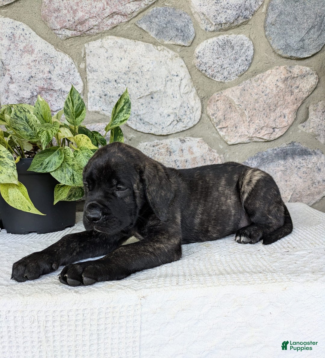 English Mastiff dogs for sale: Bruno - Image 13