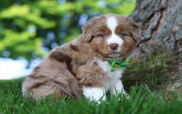 Australian Shepherd dogs for sale: Dune - Image 11