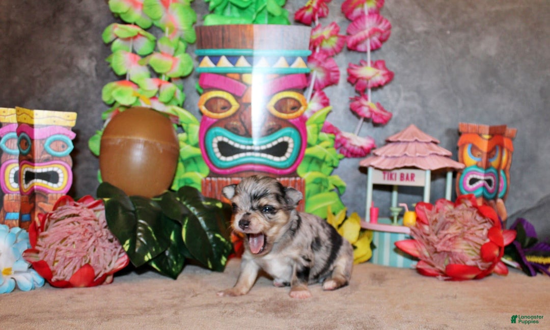 Chihuahua dogs for sale: Dozer - Image 3