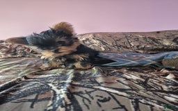 Yorkshire Terrier dogs for sale: Penny - Image 2