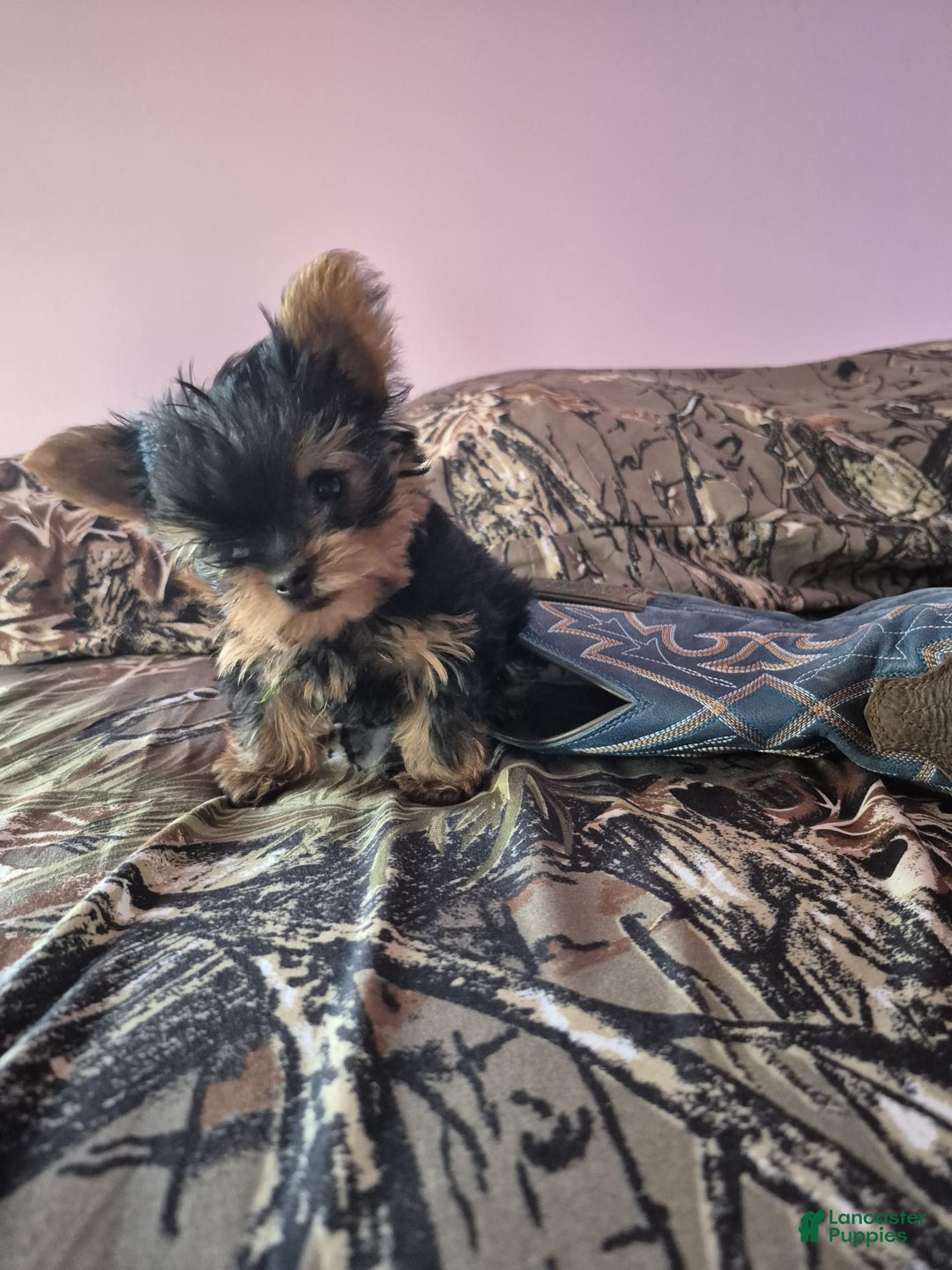 Yorkshire Terrier dogs for sale: Penny - Image 2