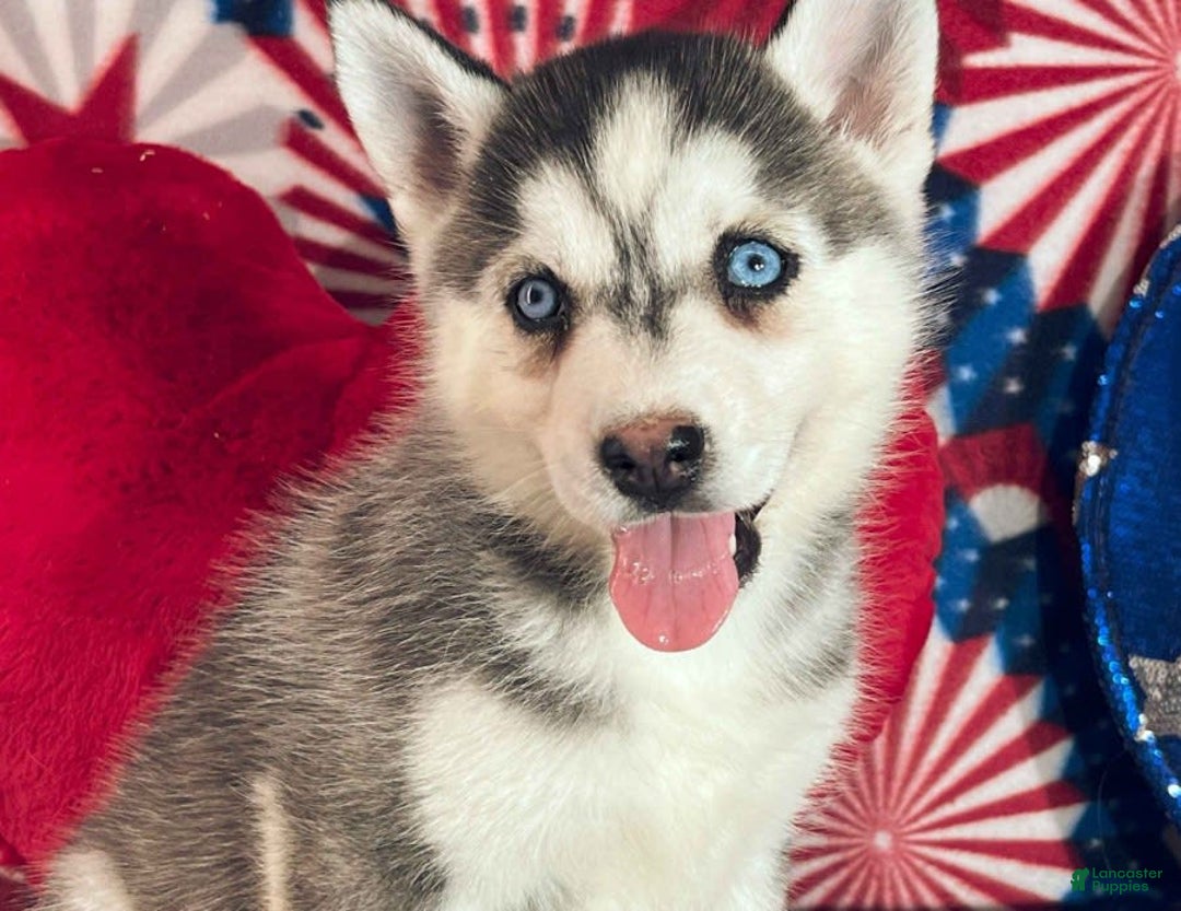 Siberian Husky dogs for sale: Electra - Image 2