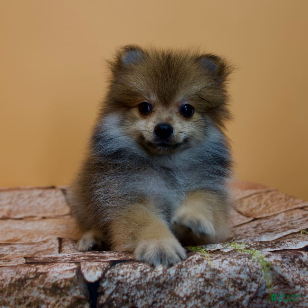 Pomeranian dogs for sale: Ricky - Image 14