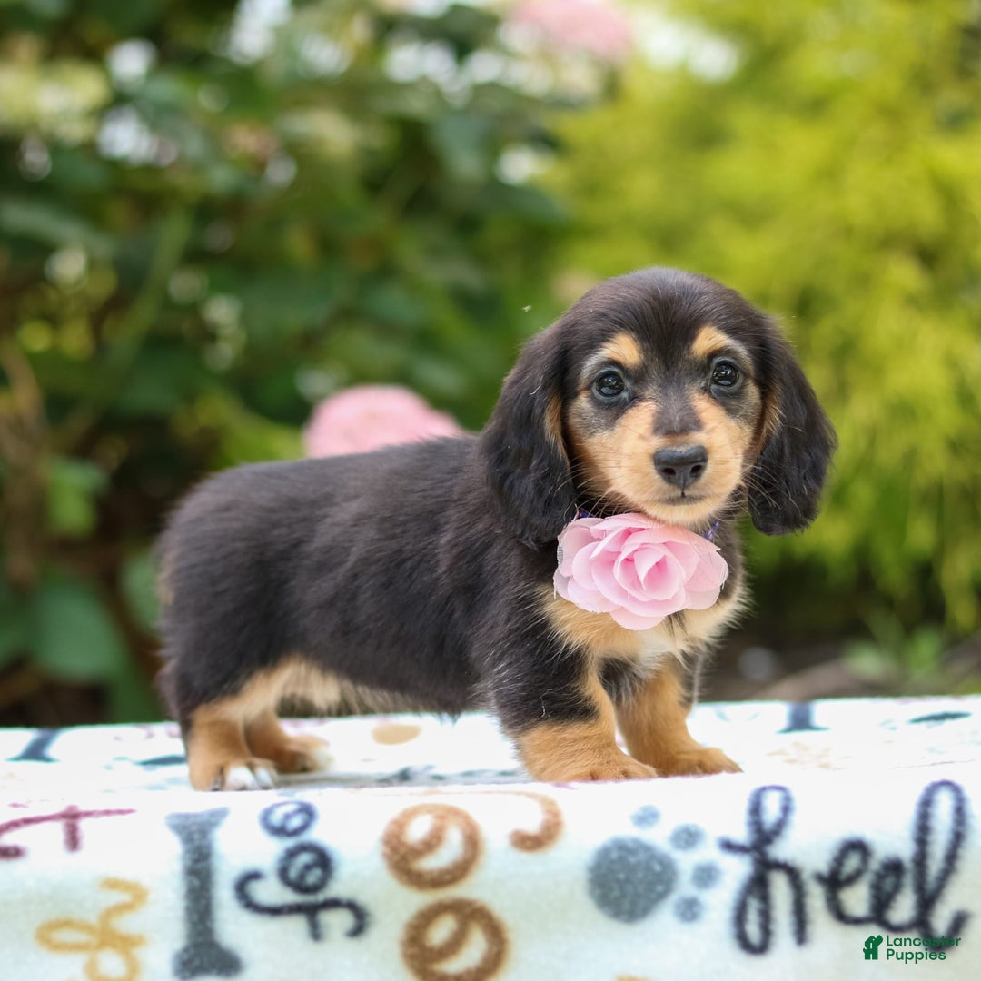 Miniature Dachshund dogs for sale: Rosie - Image 1