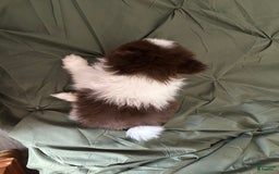 Pomeranian dogs for sale: Lexi Chocolate - Image 3