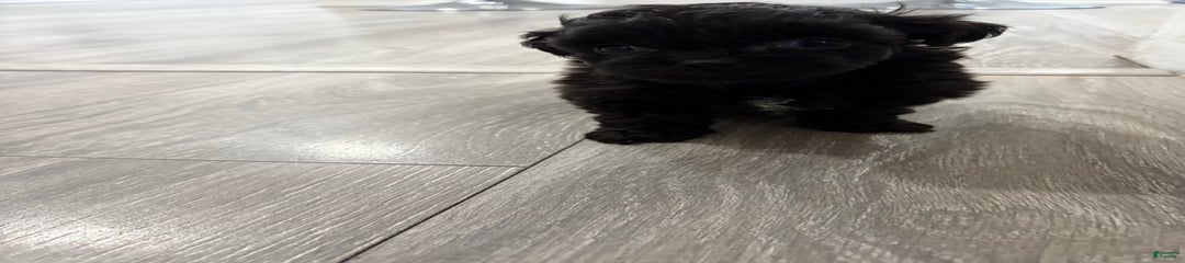 Shadow