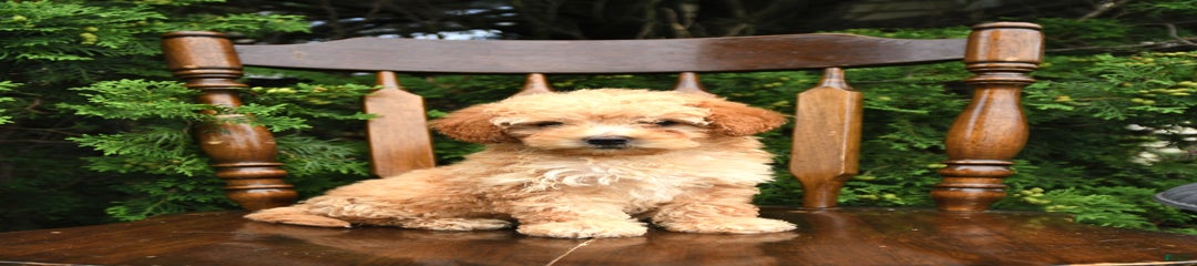 Felix