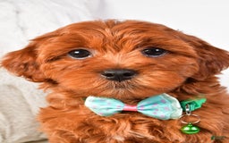 Cavapoo dogs for sale: Valerie - Image 4