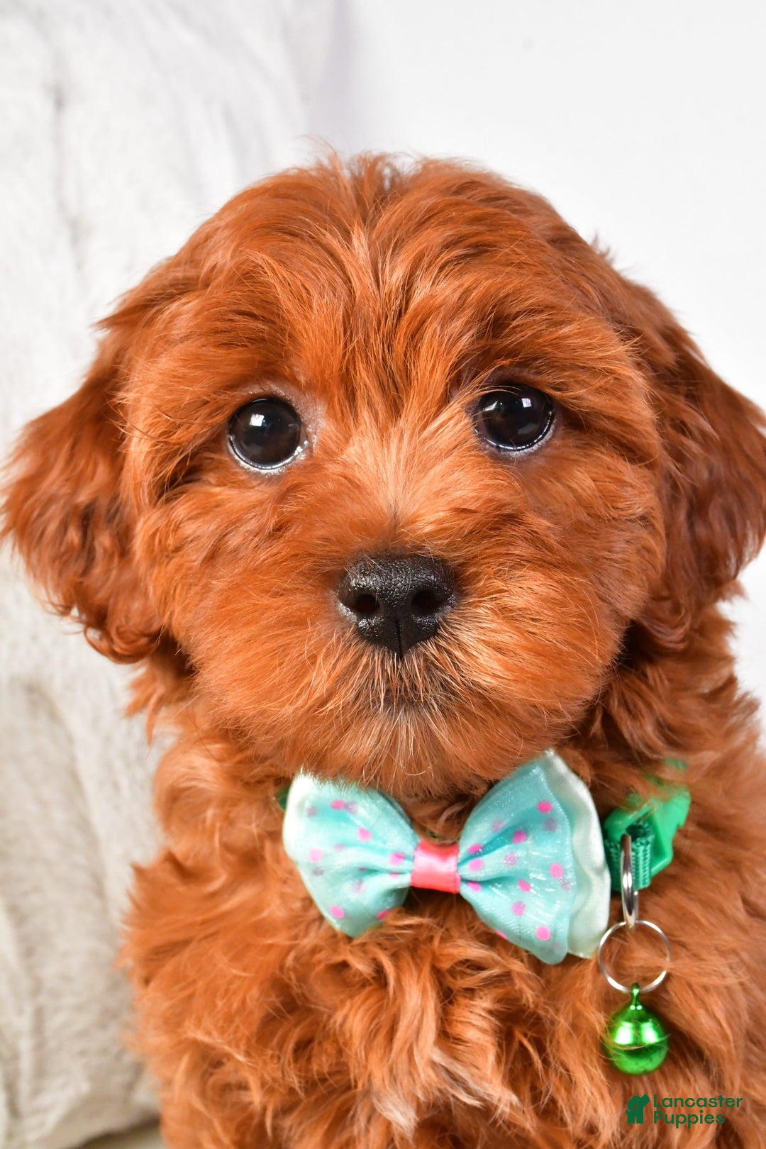 Cavapoo dogs for sale: Valerie - Image 4