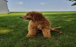 Mini Goldendoodle dogs for sale: Milo F1b - Image 42