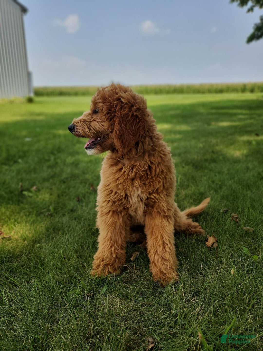 Mini Goldendoodle dogs for sale: Milo F1b - Image 42