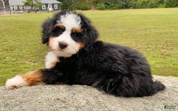 Mini Bernedoodle dogs for sale: 💛 Boston Ma 💛 Mini Bernedoodle - Image 10