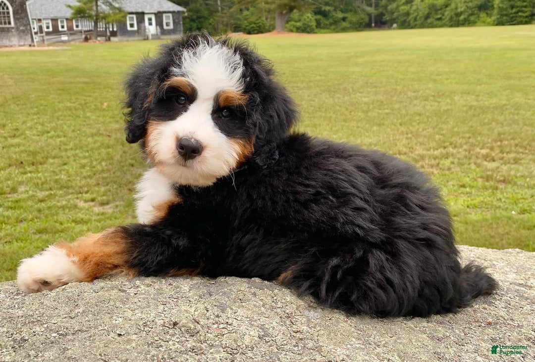 Mini Bernedoodle dogs for sale: 💛 Boston Ma 💛 Mini Bernedoodle - Image 10