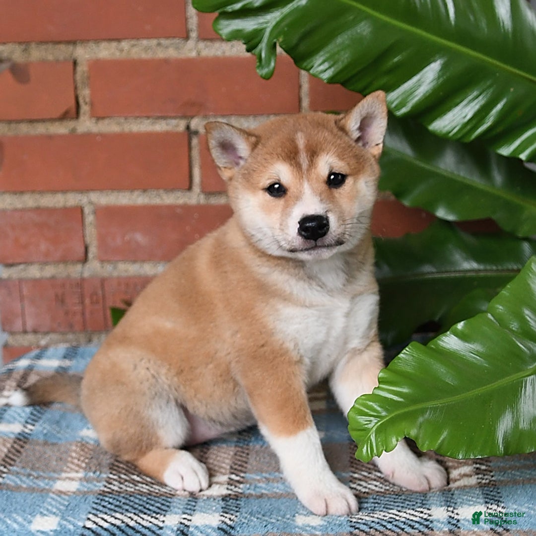 Shiba Inu dogs for sale: Daisy - Image 2
