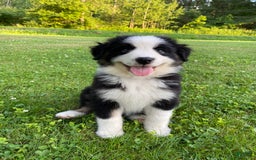 Australian Shepherd dogs for sale: Meg H6 Natural Bobtail - Image 9