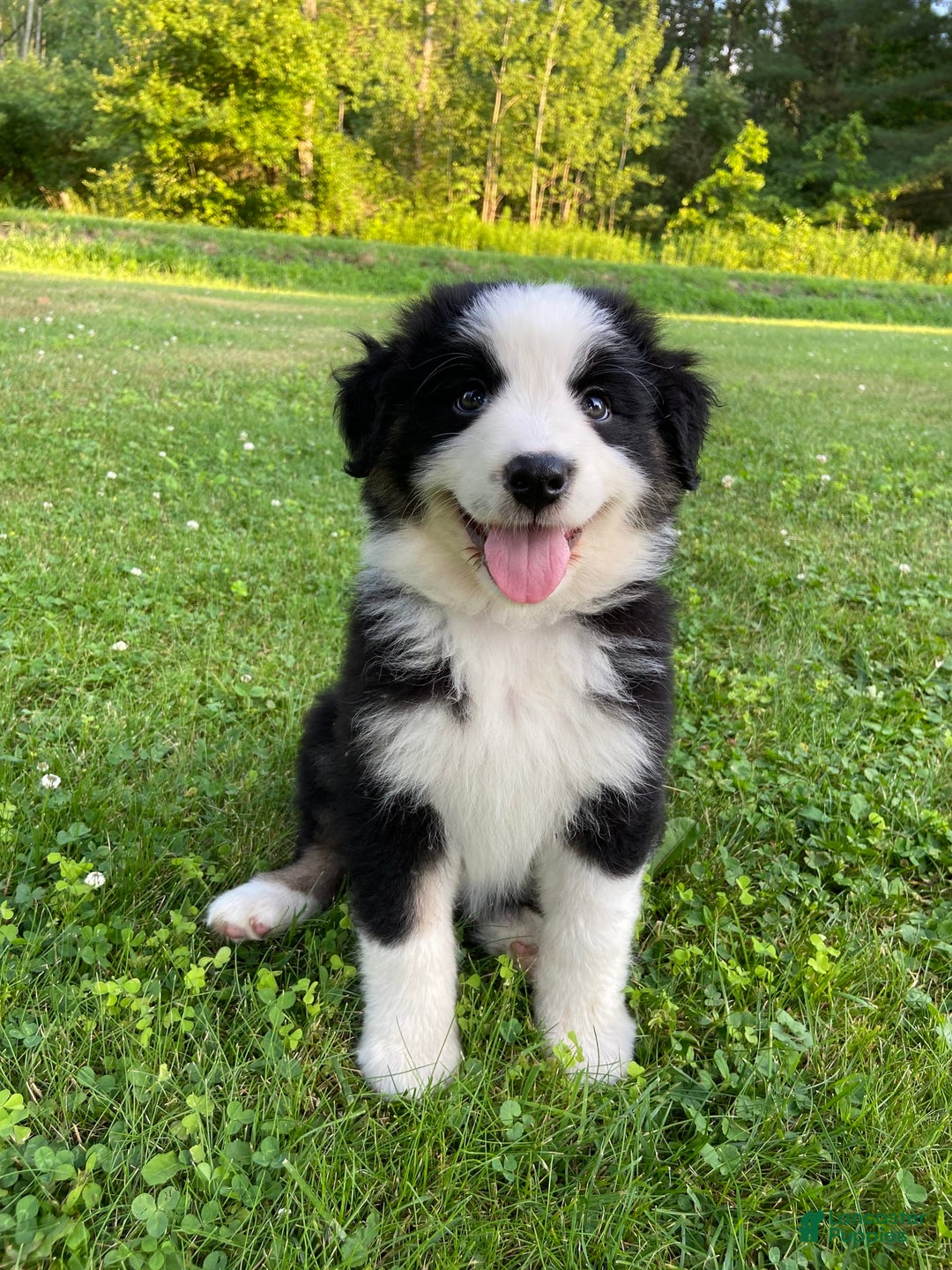 Australian Shepherd dogs for sale: Meg H6 Natural Bobtail - Image 9
