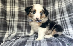 Miniature Australian Shepherd dogs for sale: Skeeter - Image 6