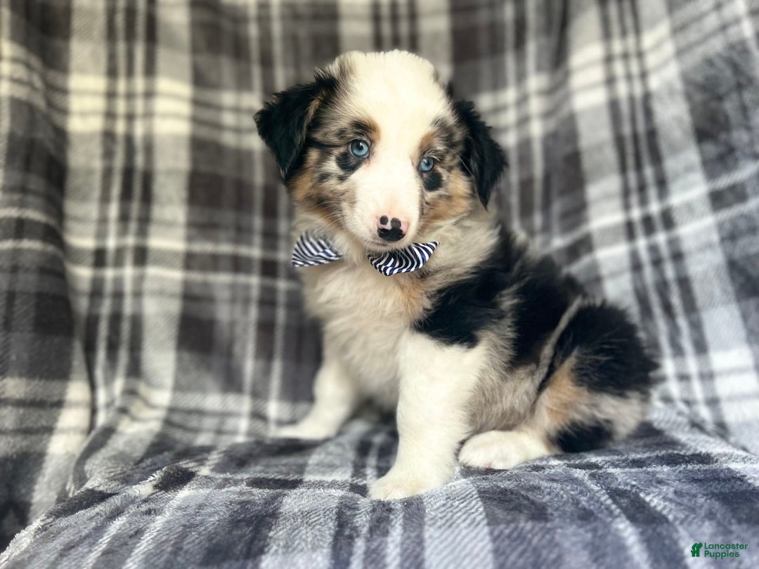 Miniature Australian Shepherd dogs for sale: Skeeter - Image 6